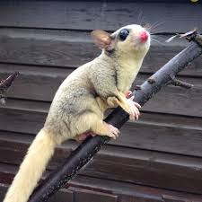 Typically, a tpm has a white flash mosaic marking on its neck and a white or ring tail. Mosaic Platinum Coloured Female Sugar Glider Leicester Leicestershire Pets4homes