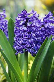 A bouquet or a floral arrangement. Pin On Gardens And Gardening Tips