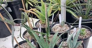 Image result for Aloe rulkensii