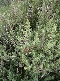 Image result for Suaeda merxmuelleri