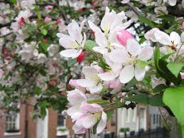 This allows for the sunlight to enter the center of the tree and helps to encourage flowers and. 11 Best Trees To Plant For New England Style Foliage Gardenista