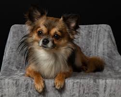 The chihuahua is the most famous of the purse puppies, toy dogs toted around in chic upscale the most famous celebrity chihuahua is tinker bell, who spends her days nestled in socialite paris. Zoo Co Chihuahua