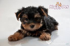 Chiar daca cateii de vanzare par sanatosi la prima vedere, este bine sa ii verifici atent. Vand Caini Rasa Yorkshire Mini Toy Satu Mare Adroi Zoo