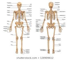 Human Skeleton Anatomy Images Stock Photos Vectors