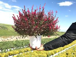 Le risposte per i cruciverba che iniziano con le lettere v, vi. It Top 5 Le Piante Della Settimana Dall Abelia Ai Fiori Di Lilla