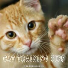 How To Train A Cat Tips And Rewards Meowpassion Cat Training Cats Training A Kitten