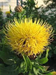 Some More Ws D Plants Canadian Winter Sowing Forum Gardenweb Plants Pineapple Planting Beautiful Flowers
