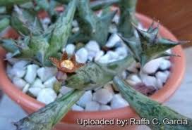 Image result for Orbea schweinfurthii