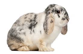 French Lop