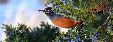 Robin in smash ultimate got a lot of combos and setups. Do Robins Migrate American Robins Winter Habits Explained