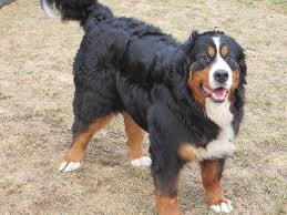 All Black Bernese Mountain Dog Our Newest Chapter Of Black White And Rust That Fills Our Hearts With Love Joy And Happiness Looks And Love Th Bernese Dog Mountain Dogs Bernese Mountain Dog