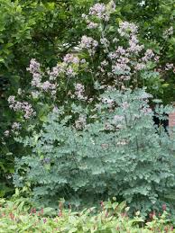 Staudenfoto Zu Thalictrum Rochebrunianum Elin Prachtige Wiesenraute Garten Pflanzen Staudengarten Pflanzen