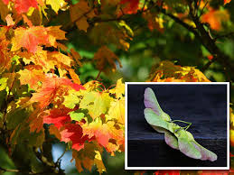 The good news is, these are edible. 15 Trees Every Outdoor Lover Should Learn To Identify
