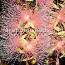 Image result for Barringtonia racemosa