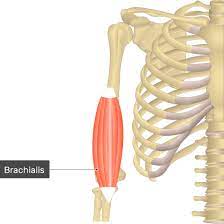 Since the days of andreas vesalius, humans have been fascinated with describing and accurately depicting various parts of the body in all of their intimate detail. Brachialis Muscle