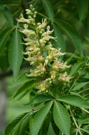 We did not find results for: Ohio Buckeye The Morton Arboretum