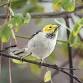 COASTAL 101 BIRDING (Oceanside) event image