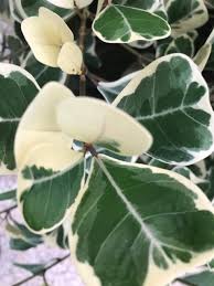 Image result for Ficus natalensis