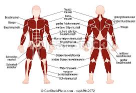 Muscles of the back, anatomy chart. Muscles German Names Chart Muscular Male Body Muscle Chart With German Description Of The Most Important Muscles Of The Canstock