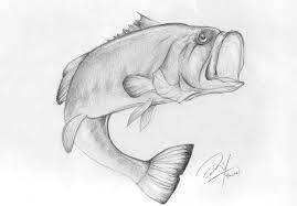 Which is the best outline for a bass fish? Pin On Projects To Try