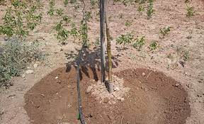 Sulama için alınacak bazı tedbirler şunlardır : Ceviz Fidani Yillik Su Ihtiyaci Kapidag Fidancilik Bandirma