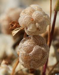 Image result for Argyrolobium tomentosum