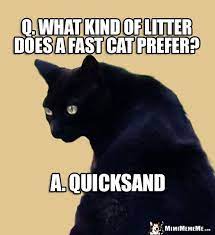 Funny Cat Riddle Q What Kind Of Litter Does A Fast Cat Prefer A Quicksand Funny Cat Jokes Funny Cats Cat Jokes
