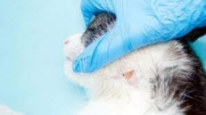 As ringworm is not caused by a bacteria, antibacterial hand gels do little to get rid of the infection. Treating Ringworm In Your Home Healthy Paws