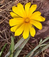 Image result for Gazania krebsiana