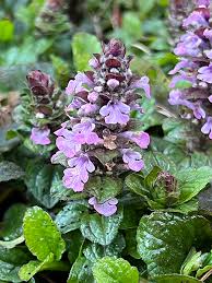 Image result for Ajuga
