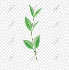 We did not find results for: Kartun Tangan Ditarik Daun Yang Indah Png Grafik Gambar Unduh Gratis Lovepik