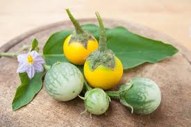 Image result for Solanum aculeatissimum