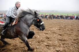 Pin On Draft Horses