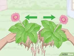 How To Divide Gerbera Daisies 11 Steps With Pictures Wikihow