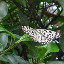 Munich Germany Munchen Deutschland Tropische Schmetterlinge Im Botanischen Garten Plant Leaves Butterfly Plants