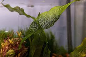 Image result for Aponogeton rehmannii