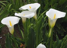 Image result for Zantedeschia aethiopica