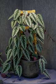 Image result for Cissus