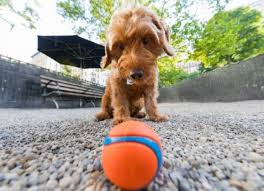 One of the most popular outdoor activities any dog owner can share wit. You Re Not A Bad Pet Parent If Your Dog Hates Fetch Petmd