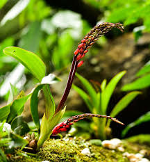 Image result for Nervilia pectinata