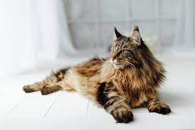 How Long Until A Maine Coon Is Fully Grown
