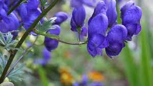 Aconitum Stock Videos Royalty Free Aconitum Footage Depositphotos