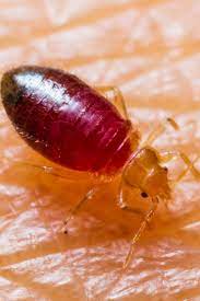 Traps, organics, pesticides, and also pest friendly solutions can be found at this store. Getting Rid Of Bed Bugs Natural Measures Chemicals And Pest Control