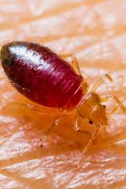 How long does it usually take to dry one load of clothes? Getting Rid Of Bed Bugs Natural Measures Chemicals And Pest Control