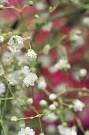 How To Dry Gypsophila Dried Flower Bouquet Gypsophila Flower Dried Flowers Diy