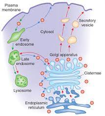 We did not find results for: Golgi Apparatus Proteins Transport Learn Science At Scitable