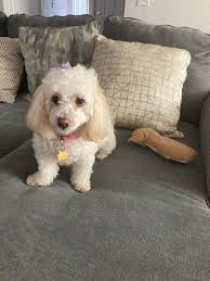 Our dog DIXIE is still missing it has now been 3 nights she's my sons  emotional support dog he's had so much trouble leaving the house just  lingers by the door hoping