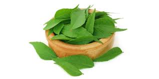 Daun kari merupakan jenis pohon berukuran. 9 Manfaat Daun Kari Yang Sayang Jika Dilewatkan