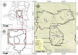 Image result for Pachylobus osika