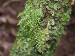Image result for Hymenophyllum capillare